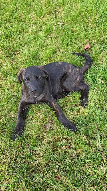 Railey a rejoint le concours — aidez-le/la à gagner de superbes lots ! borador, canidae, carnivore, collar, companion_dog, dog, dog_breed, dog_collar, fawn, grass, grassland, groundcover, gun_dog, liver, plant, snout, sporting_group, tail, terrestrial_animal, working_animal