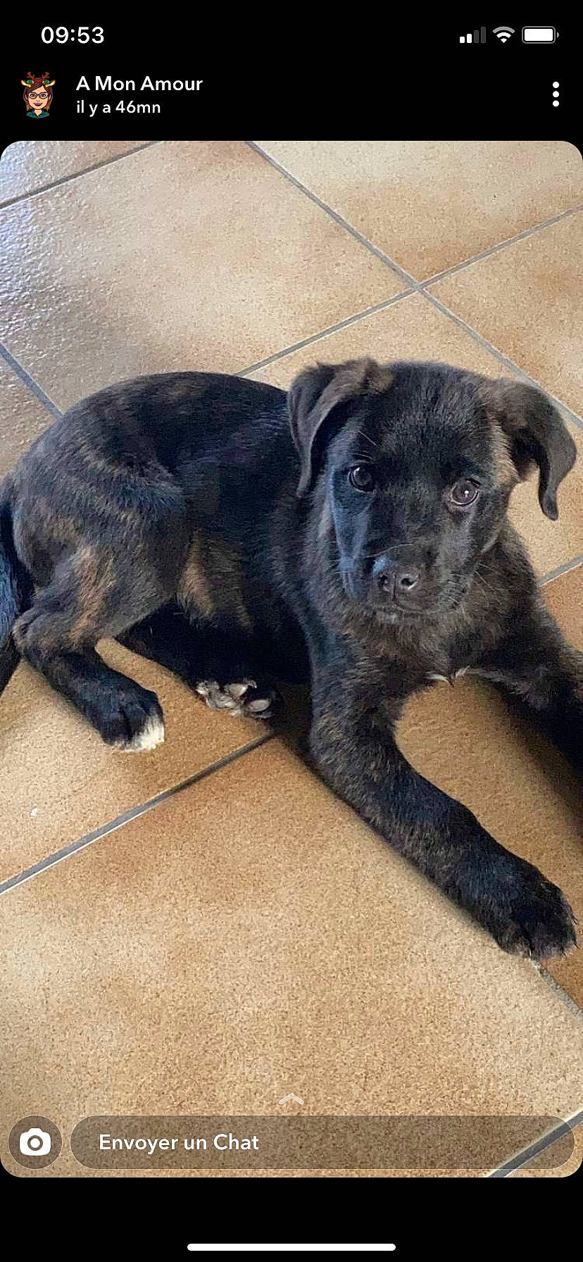 Railey participe au concours pour gagner de l'argent avec cette photo : borador, canidae, carnivore, companion_dog, dog, dog_breed, fawn, flooring, fur, metal, sporting_group, tail, working_animal