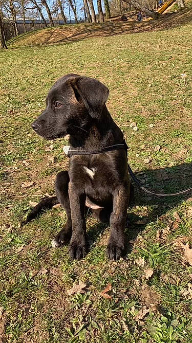 Railey a rejoint le concours — aidez-le/la à gagner de superbes lots ! borador, carnivore, collar, companion_dog, dog, dog_breed, dog_collar, fur, grass, gun_dog, hunting_dog, liver, plant, pointing_breed, retriever, soil, sporting_group, tail, terrestrial_animal, working_animal