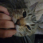 Tigrou a rejoint le concours — aidez-le/la à gagner de superbes lots ! cat, close_up, pet, fingers, whiskers, fur, sleepy, indoor, cozy, hand, animal, cute, domestic_cat, face, tabby, relaxed, friendship, touch, gentle, intimate