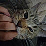 cat, close_up, pet, fingers, whiskers, fur, sleepy, indoor, cozy, hand, animal, cute, domestic_cat, face, tabby, relaxed, friendship, touch, gentle, intimate