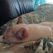 Alaska a rejoint le concours — aidez-le/la à gagner de superbes lots ! blanket, cat, closeup, comfort, couch, cozy, ear, feline, fur, home, indoor, leather, nap, natural_light, patterned_fabric, quiet, relaxation, resting, side_view, sleeping