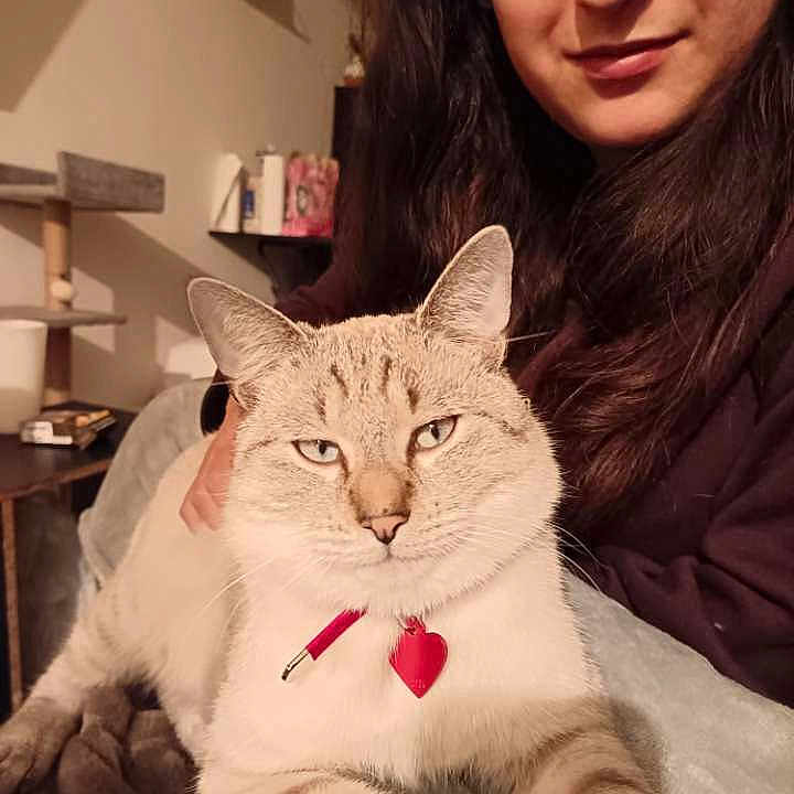 Alaska a rejoint le concours — aidez-le/la à gagner de superbes lots ! animal, casual, cat, collar, cozy, domestic, face, feline, furniture, heart_tag, home, indoor, lap, long_hair, person, pet, relaxed, sitting, smile, warm_lighting