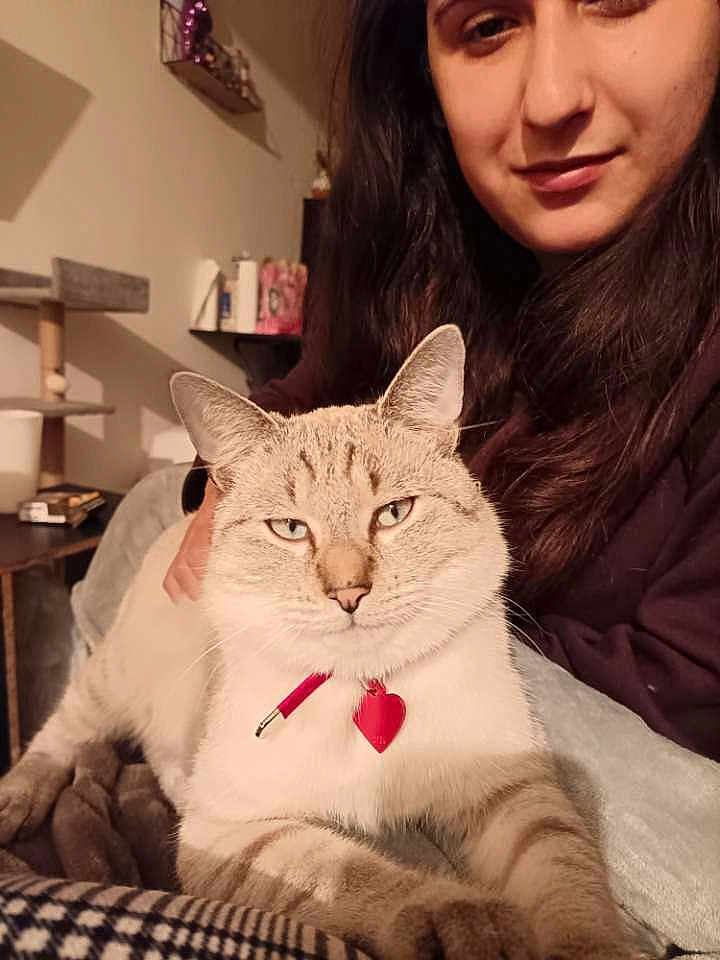 Alaska a rejoint le concours — aidez-le/la à gagner de superbes lots ! cat, person, indoor, pet, animal, feline, collar, heart_tag, lap, smile, long_hair, relaxed, cozy, home, furniture, sitting, face, domestic, warm_lighting, casual