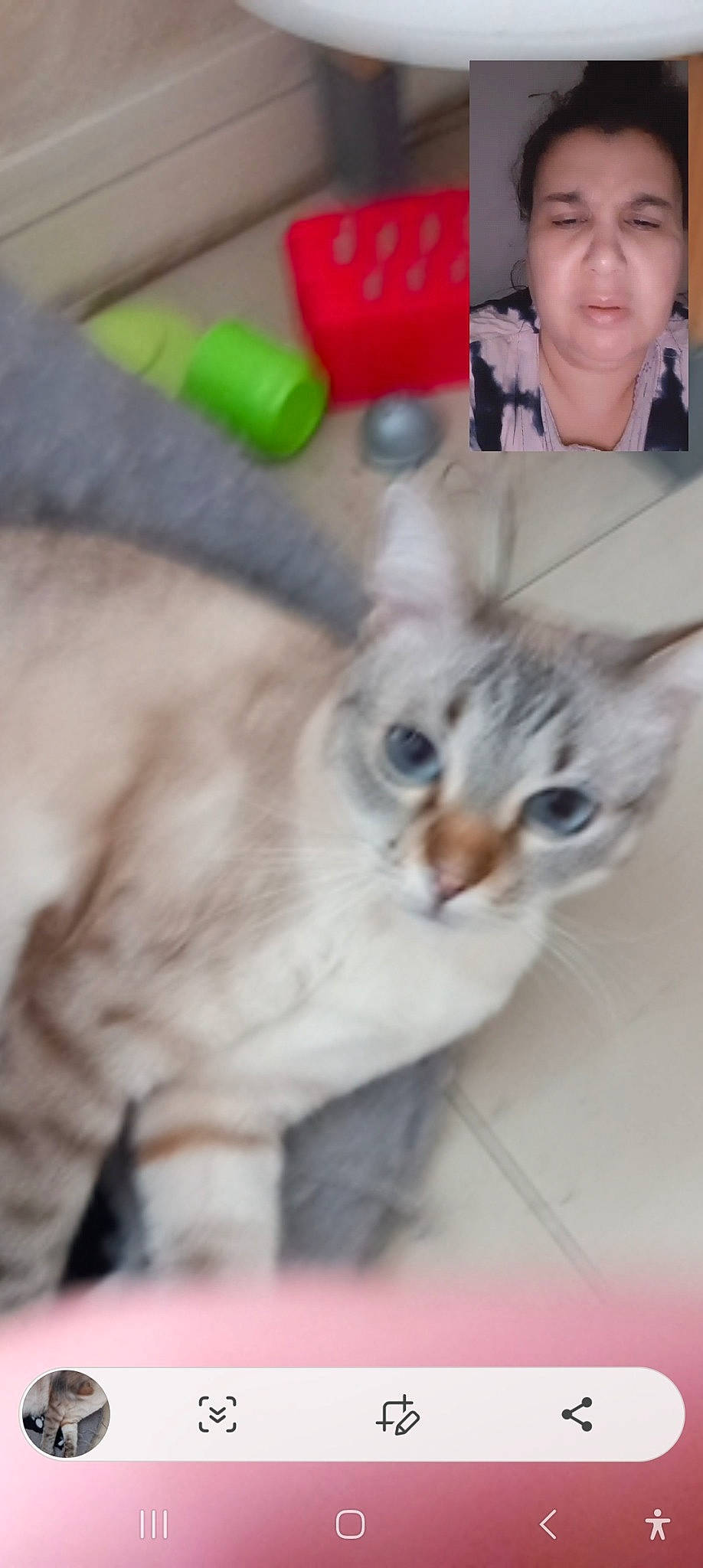 Maya participe au concours pour gagner de l'argent avec cette photo : carnivore, cat, claw, domestic_short_haired_cat, eyelash, fawn, felidae, flooring, fur, paw, pet_supply, photo_caption, plastic, small_to_medium_sized_cats, tail, toy, whiskers