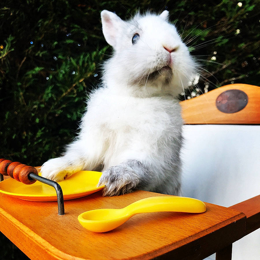 Misstouff participe au concours pour gagner de l'argent avec cette photo : angora_rabbit, comfort_food, domestic_rabbit, ear, plant, rabbit, rabbits_and_hares, whiskers