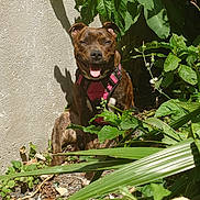 Miya participe au concours pour gagner de l'argent avec cette photo : animal, brown_dog, canine, daylight, dog, grass, greenery, happy, harness, leaves, nature, outdoor, pet, plants, shadow, sitting, smiling, sunlight, tongue_out, wall