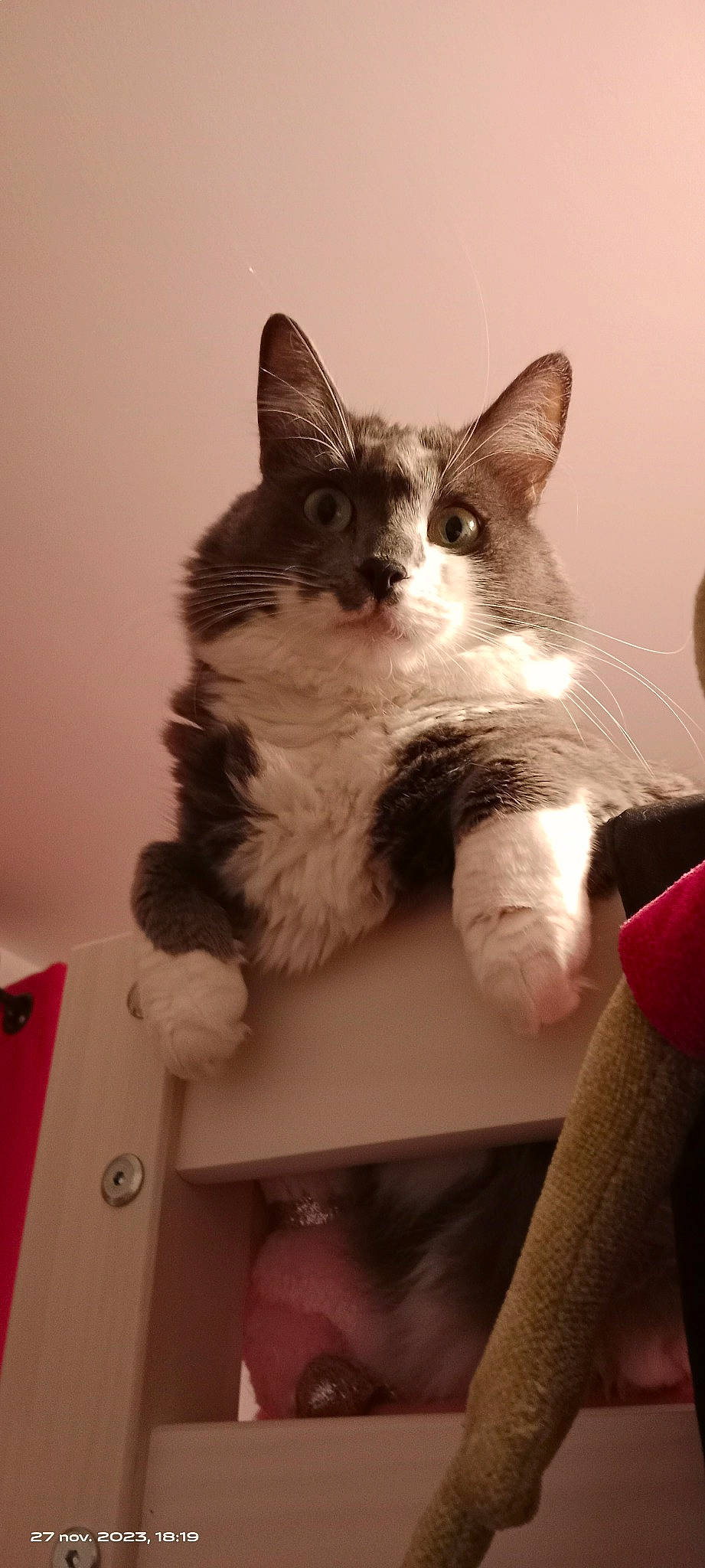 Twist a rejoint le concours — aidez-le/la à gagner de superbes lots ! carnivore, cat, comfort, domestic_short_haired_cat, felidae, fur, paw, small_to_medium_sized_cats, snout, tail, whiskers, window