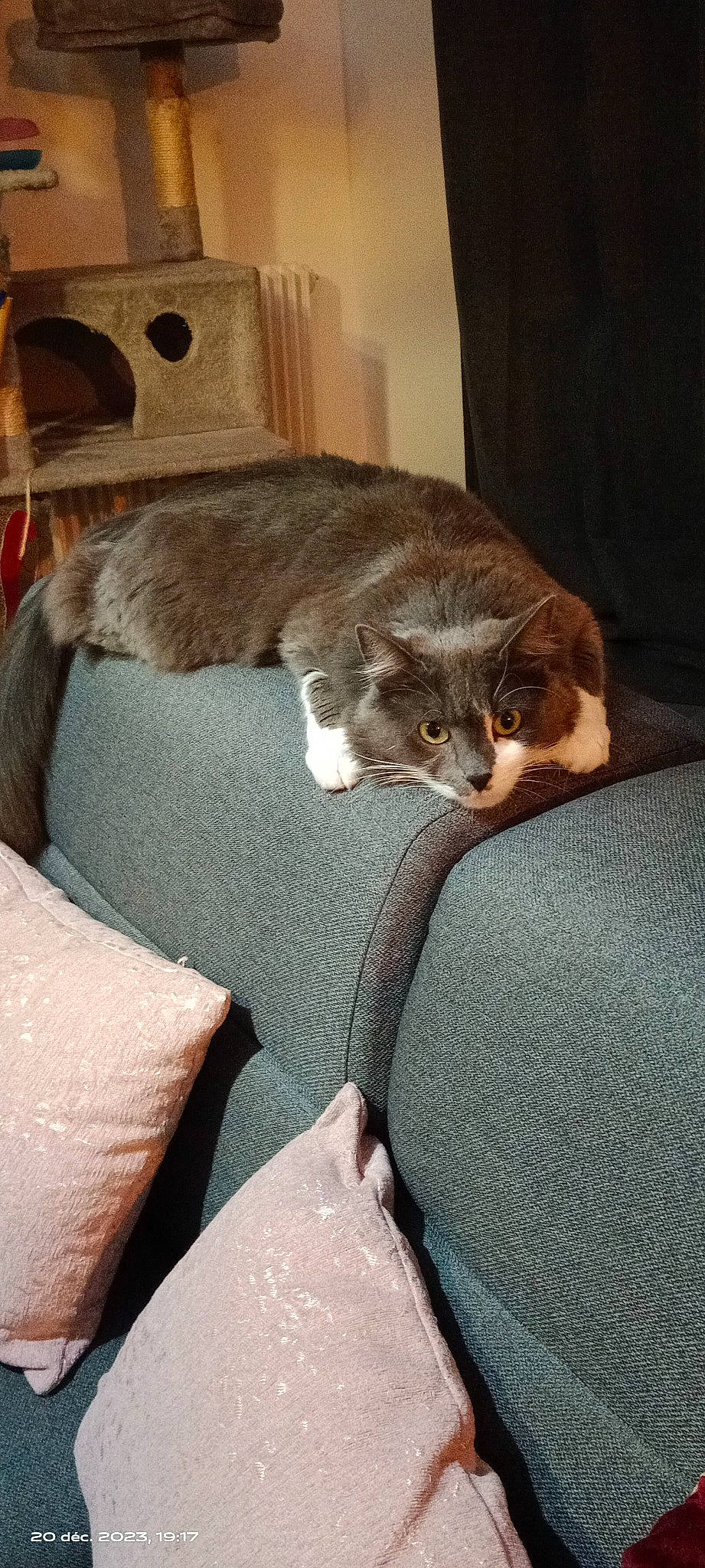 Twist participe au concours pour gagner de l'argent avec cette photo : carnivore, cat, claw, comfort, couch, domestic_short_haired_cat, fawn, felidae, flooring, fur, grey, human_leg, linens, paw, room, sitting, small_to_medium_sized_cats, tail, whiskers, wood