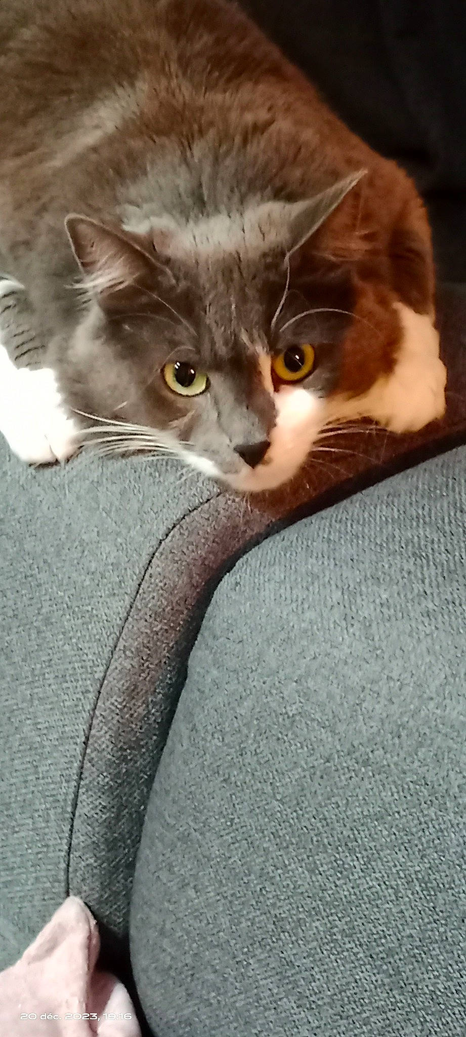 Twist a rejoint le concours — aidez-le/la à gagner de superbes lots ! box, carnivore, cat, cat_supply, claw, comfort, couch, domestic_short_haired_cat, ear, eye, fawn, felidae, fur, grey, iris, paw, small_to_medium_sized_cats, snout, tail, whiskers