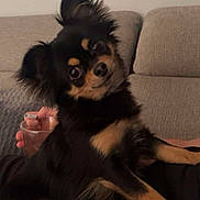 Tokyo a rejoint le concours — aidez-le/la à gagner de superbes lots ! animal, black_dog, companionship, couch, curious_expression, cute, dog, ears_up, furry, glass, home, human_hand, indoors, living_room, long_hair, pet, relaxing, small_dog, sofa, tan_markings