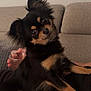 animal, black_dog, companionship, couch, curious_expression, cute, dog, ears_up, furry, glass, home, human_hand, indoors, living_room, long_hair, pet, relaxing, small_dog, sofa, tan_markings