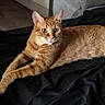 cat, orange_tabby, ginger_cat, feline, pet, animal, portrait, lying_down, relaxed, alert, green_eyes, whiskers, ears, striped_fur, long_body, black_blanket, couch, indoor, home, photography