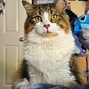 Opie joined the competition — help win amazing prizes! cat, fluffy, indoor, pet, yellow_eyes, blanket, poster, plush_toy, door, furniture, home, cozy, fur, whiskers, closeup, portrait, tabby, relaxed, curious, domestic