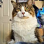 cat, fluffy, indoor, pet, yellow_eyes, blanket, poster, plush_toy, door, furniture, home, cozy, fur, whiskers, closeup, portrait, tabby, relaxed, curious, domestic
