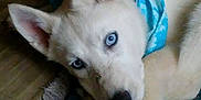 Mika joined the competition — help win amazing prizes! berger_blanc_suisse, canaan_dog, canidae, carnivore, carolina_dog, czechoslovakian_wolfdog, dog, dog_breed, indian_spitz, kishu, korean_jindo_dog, labrador_husky, mammal, non_sporting_group, nose, rare_breed_dog, siberian_husky, vertebrate, white_shepherd, wolfdog