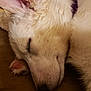 Mika is registered to the contest to win money with this photo: berger_blanc_suisse, canidae, carnivore, close_up, dog, dog_breed, ear, fur, mammal, nose, skin, snout, whiskers