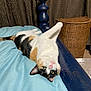 cat, calico_cat, bed, blue_bedspread, upside_down, stretching, paw, bedpost, indoor, curtains, woven_basket, furniture, pet, animal, cozy, relaxed, whiskers, pink_nose, green_eyes, fur