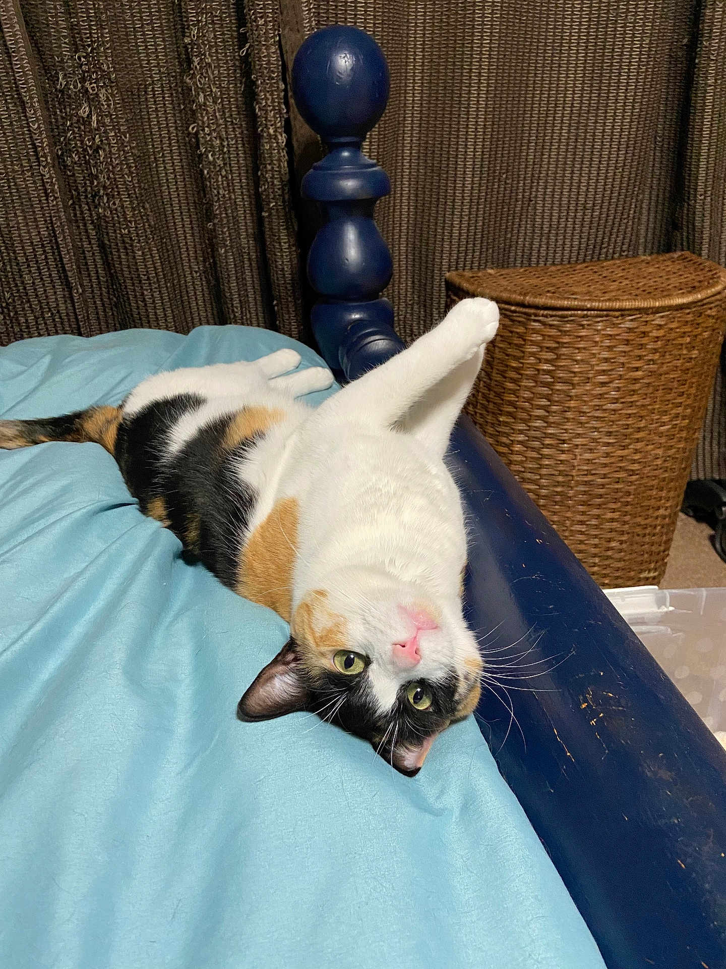 Chula is registered to the contest to win money with this photo: cat, calico_cat, bed, blue_bedspread, upside_down, stretching, paw, bedpost, indoor, curtains, woven_basket, furniture, pet, animal, cozy, relaxed, whiskers, pink_nose, green_eyes, fur