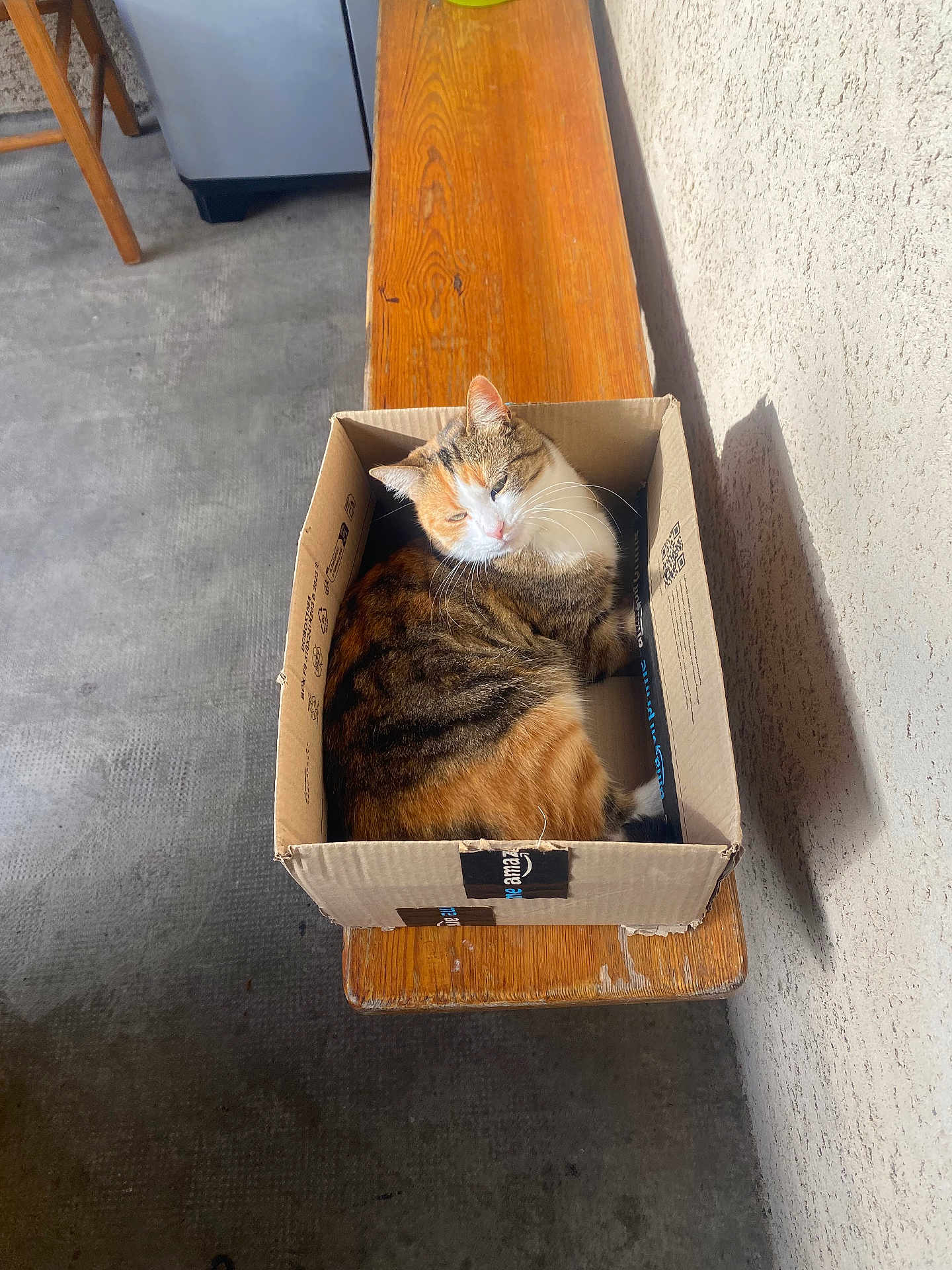 Déesse participe au concours pour gagner de l'argent avec cette photo : cat, calico_cat, cardboard_box, wooden_bench, sunlight, shadow, indoor, pet, feline, resting, cozy, relaxed, fur, whiskers, floor, wall, bench, domestic_animal, animal, box