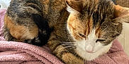 Déesse participe au concours pour gagner de l'argent avec cette photo : cat, calico, pet, animal, feline, sleeping, blanket, lap, cozy, indoor, fur, whiskers, ears, tail, comfort, relaxation, soft, resting, home, domestic