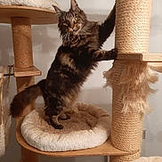Ingrid Carpentier participe au concours pour gagner de l'argent avec cette photo : cat, tabby, feline, cat_tree, scratching_post, pet, indoor, cozy, fur, whiskers, paws, animal, cute, playful, standing, climbing, household, resting_spot, soft, domestic