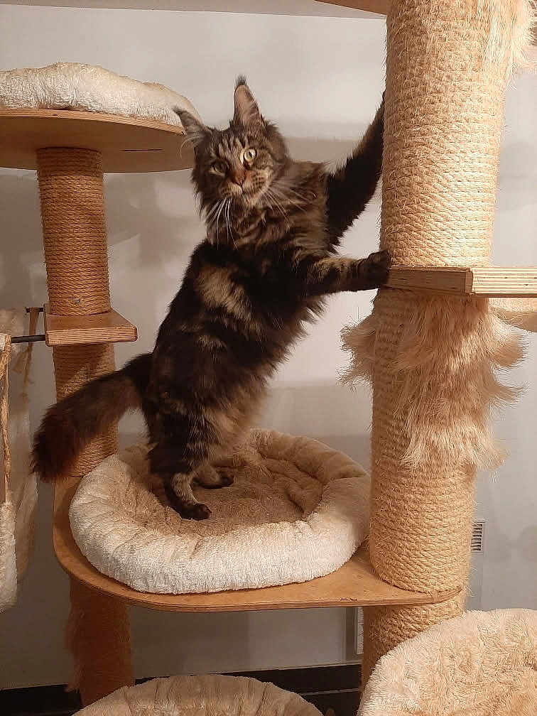 Ingrid Carpentier participe au concours pour gagner de l'argent avec cette photo : cat, tabby, feline, cat_tree, scratching_post, pet, indoor, cozy, fur, whiskers, paws, animal, cute, playful, standing, climbing, household, resting_spot, soft, domestic