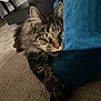cat, tabby, fluffy, paw, cushion, blue_cushion, carpet, indoor, pet, animal, feline, whiskers, ears, yellow_eyes, closeup, curious, playing, stretching, home, cozy