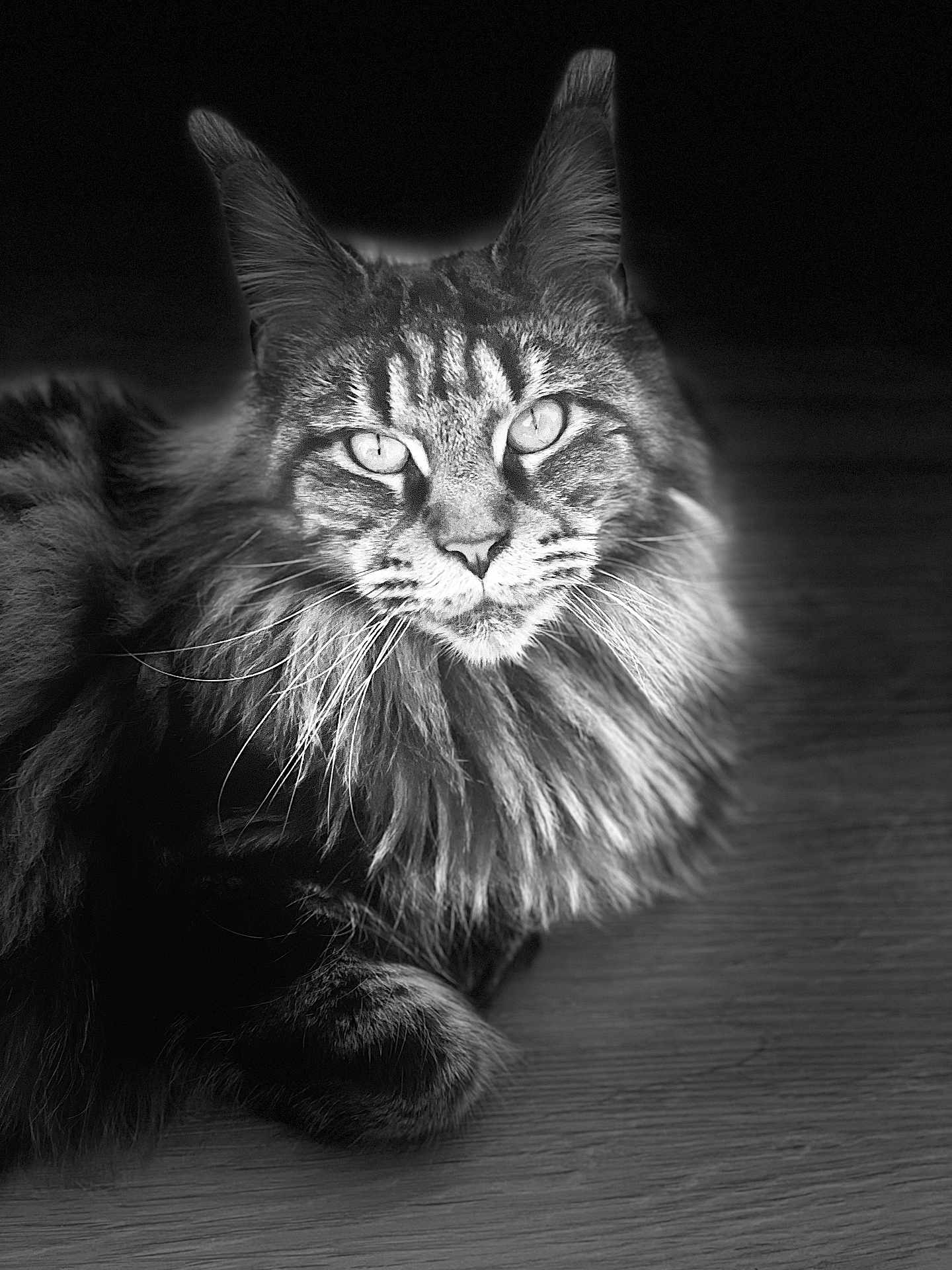 Stitch a rejoint le concours — aidez-le/la à gagner de superbes lots ! cat, maine_coon, feline, pet, animal, portrait, black_and_white, fur, whiskers, ears, eyes, wooden_floor, indoor, closeup, laying_down, long_hair, majestic, calm, domestic_animal, face
