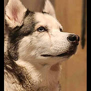 Nikita is registered to the contest to win money with this photo: animal, canine, dog, eskimodog, husky, nature, outdoors, pet, puppy, snout, snow, whitedog, wolf
