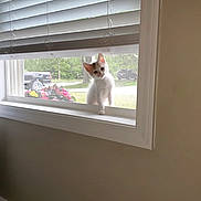 Phinley is registered to the contest to win money with this photo: kitten, cat, window, blinds, chair, indoor, outdoor, flower, greenery, vehicle, curious, pet, white, orange, paw, sill, daylight, screen, home, furniture