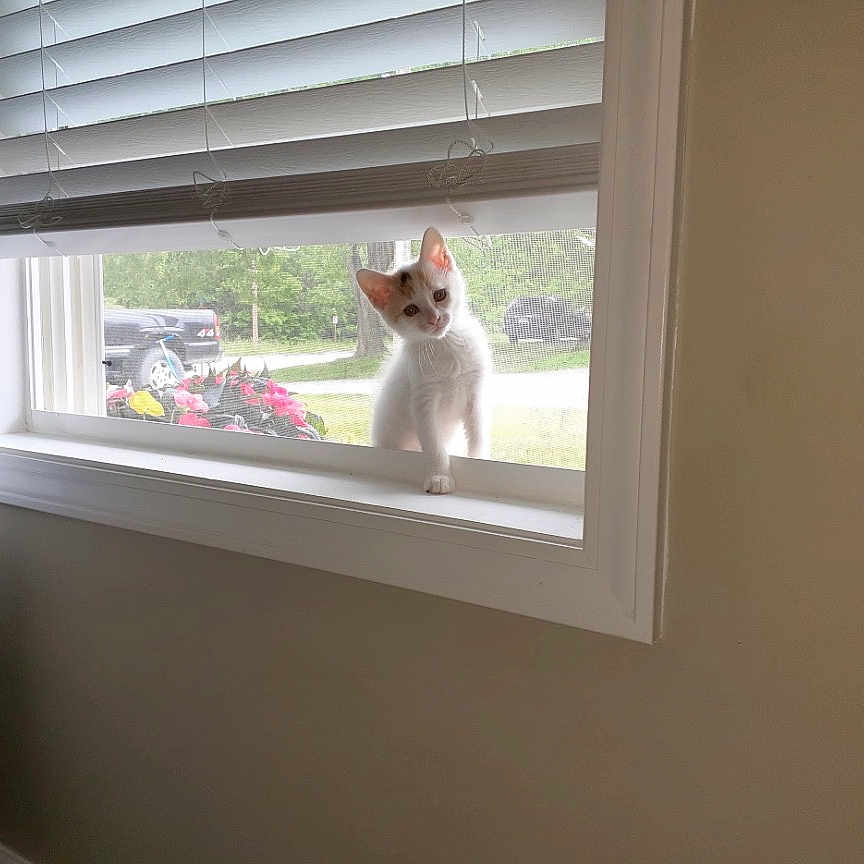 Phinley is registered to the contest to win money with this photo: kitten, cat, window, blinds, chair, indoor, outdoor, flower, greenery, vehicle, curious, pet, white, orange, paw, sill, daylight, screen, home, furniture