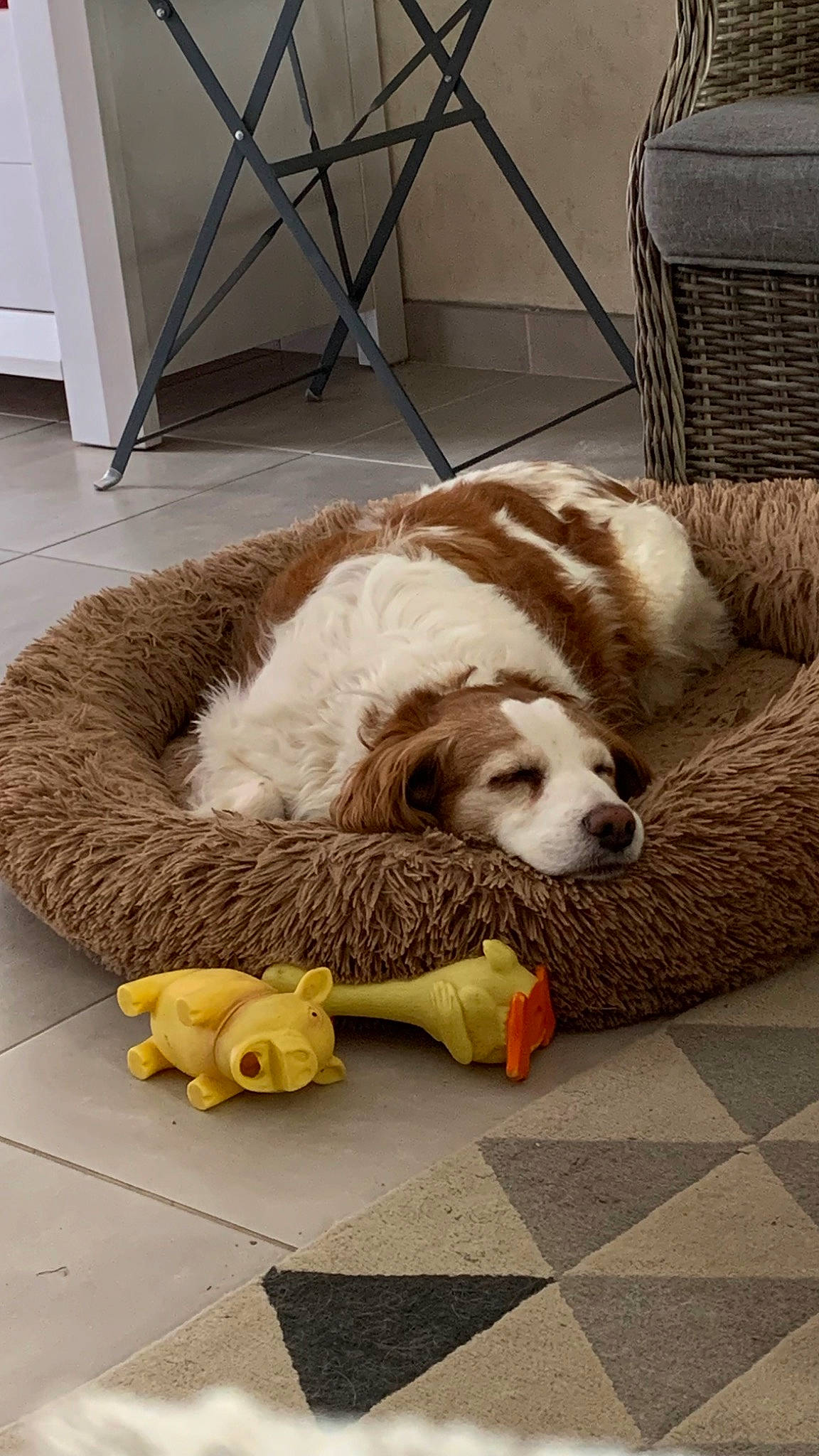 Isis participe au concours pour gagner de l'argent avec cette photo : bored, canidae, carnivore, chair, comfort, companion_dog, dog, dog_breed, dog_supply, fawn, floor, flooring, fur, hardwood, mammal, pet_supply, room, snout, sporting_group, terrestrial_animal