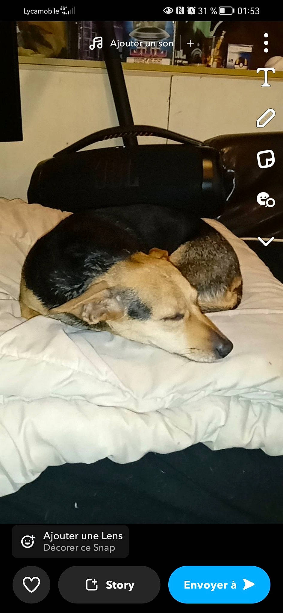 Betty participe au concours pour gagner de l'argent avec cette photo : bed, bedding, canidae, carnivore, comfort, companion_dog, dog, dog_breed, dog_supply, fawn, fur, lap, linens, nap, paw, puppy, room, sleep, sporting_group