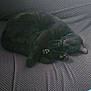 Salem joined the competition — help win amazing prizes! animal, black_cat, couch, cozy, curled_up, cute, domestic_cat, feline, fur, home, indoor, nap, paw, pet, quiet, relaxed, resting, sleeping_cat, soft_texture, whiskers