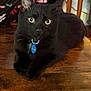 Salem is registered to the contest to win money with this photo: animal_portrait, black_cat, black_dog, collar, companions, cozy, cute, domestic_animals, festive, floor, holiday_stockings, household, indoor, person_partial, pet_tag, pets, relaxed_cat, smiling_dog, table, wooden_furniture