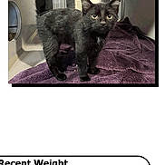 Salem is registered to the contest to win money with this photo: alert, animal, black_cat, curious, cute, domestic_cat, ears, enclosure, feline, fur, indoor, kitten, looking, pet, purple_towel, small, standing, tail, whiskers, young_cat