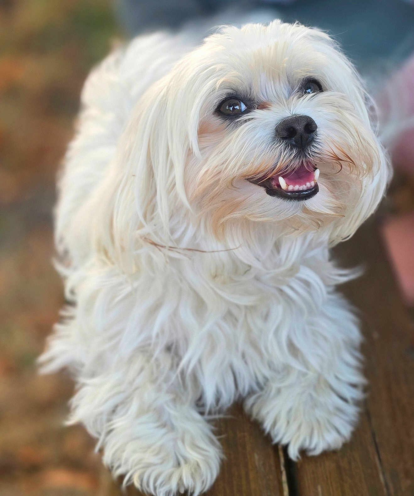 Stuart a rejoint le concours — aidez-le/la à gagner de superbes lots ! dog, white_fur, fluffy, pet, smiling, happy, animal, outdoor, wood, closeup, cute, friendly, tongue, small_dog, fur, canine, portrait, sitting, bright, daylight