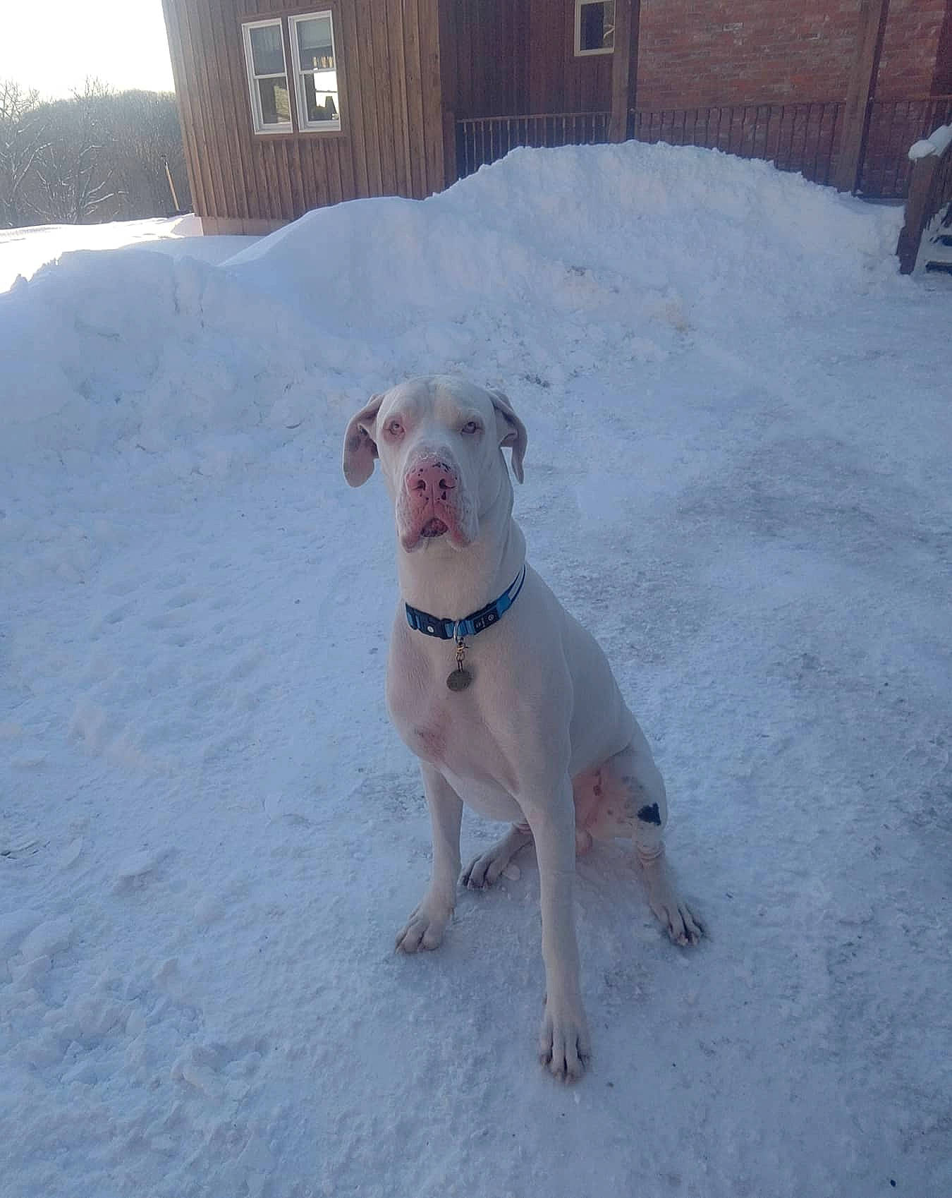 Adonis joined the competition — help win amazing prizes! canidae, carnivore, collar, companion_dog, dog, dog_breed, dog_collar, dog_supply, door, fawn, freezing, guard_dog, non_sporting_group, pet_supply, snow, sporting_group, tail, window, winter, working_animal