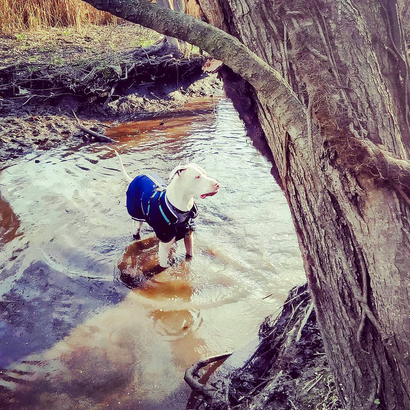 Adonis joined the competition — help win amazing prizes! carnivore, cloud, companion_dog, dog, dog_breed, fawn, happy, landscape, leash, meteorological_phenomenon, people_in_nature, plant, recreation, sporting_group, tints_and_shades, tree, trunk, water, wood, working_animal