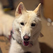 Kanna is registered to the contest to win money with this photo: animal, blurred_background, canine, close_up, collar, cute, dog, domestic_animal, ears, face, friendly, fur, happy, indoors, looking_at_camera, mouth_open, pet, portrait, tongue, white_dog