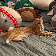 Panini joined the competition — help win amazing prizes! bed, bedding, blanket, cat, cozy, cute, decor, ginger_cat, indoor, lounging, nap, paws, pillow, plush, relaxed, soft, stuffed_toy, tabby, toy, whiskers