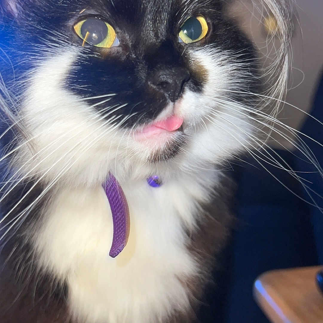 Callie is registered to the contest to win money with this photo: animal, black_and_white, cat, close_up, collar, curious, cute, domestic_cat, face, feline, fluffy, indoor, pet, playful, portrait, purple_collar, soft_fur, tongue_out, whiskers, yellow_eyes