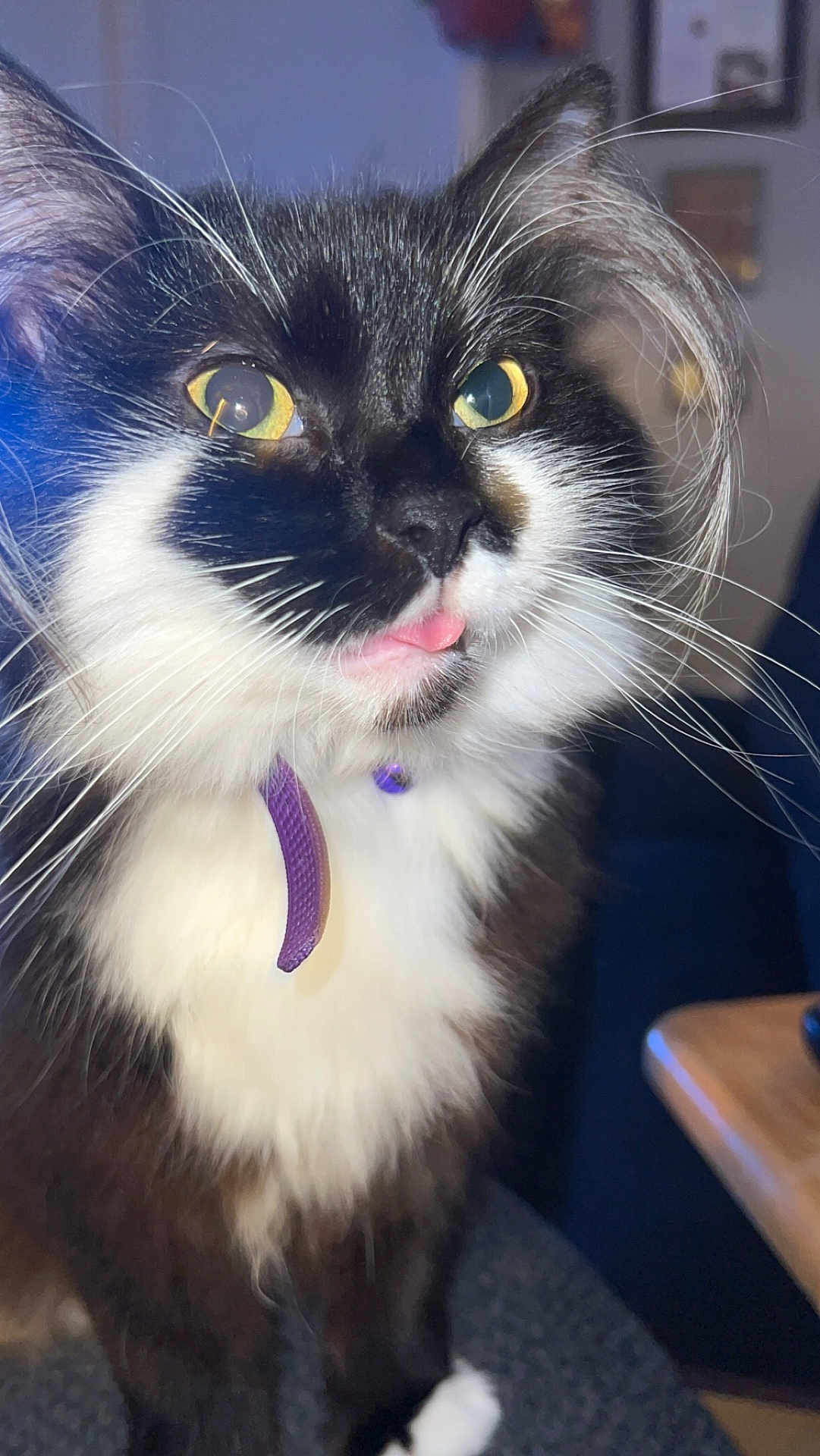 Callie