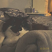 Callie joined the competition — help win amazing prizes! animal, bed, black_and_white, blanket, cat, comfort, cozy, domestic_animal, fur, furniture, home, indoor, pet, relaxing, resting, room, soft, timestamp, vintage_style, whiskers