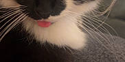 Callie is registered to the contest to win money with this photo: animal, black_and_white, cat, close_up, cute, domestic_cat, face, feline, fur, indoor, muzzle, pet, playful, portrait, resting, soft, texture, tongue_out, whiskers, yellow_eyes