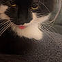 animal, black_and_white, cat, close_up, cute, domestic_cat, face, feline, fur, indoor, muzzle, pet, playful, portrait, resting, soft, texture, tongue_out, whiskers, yellow_eyes