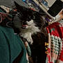Callie is registered to the contest to win money with this photo: animal, black_and_white, blanket, cat, closeup, comfortable, cozy, cute, domestic, feline, fur, furry, indoor, meowing, pet, resting, soft, sweatshirt, warm, whiskers
