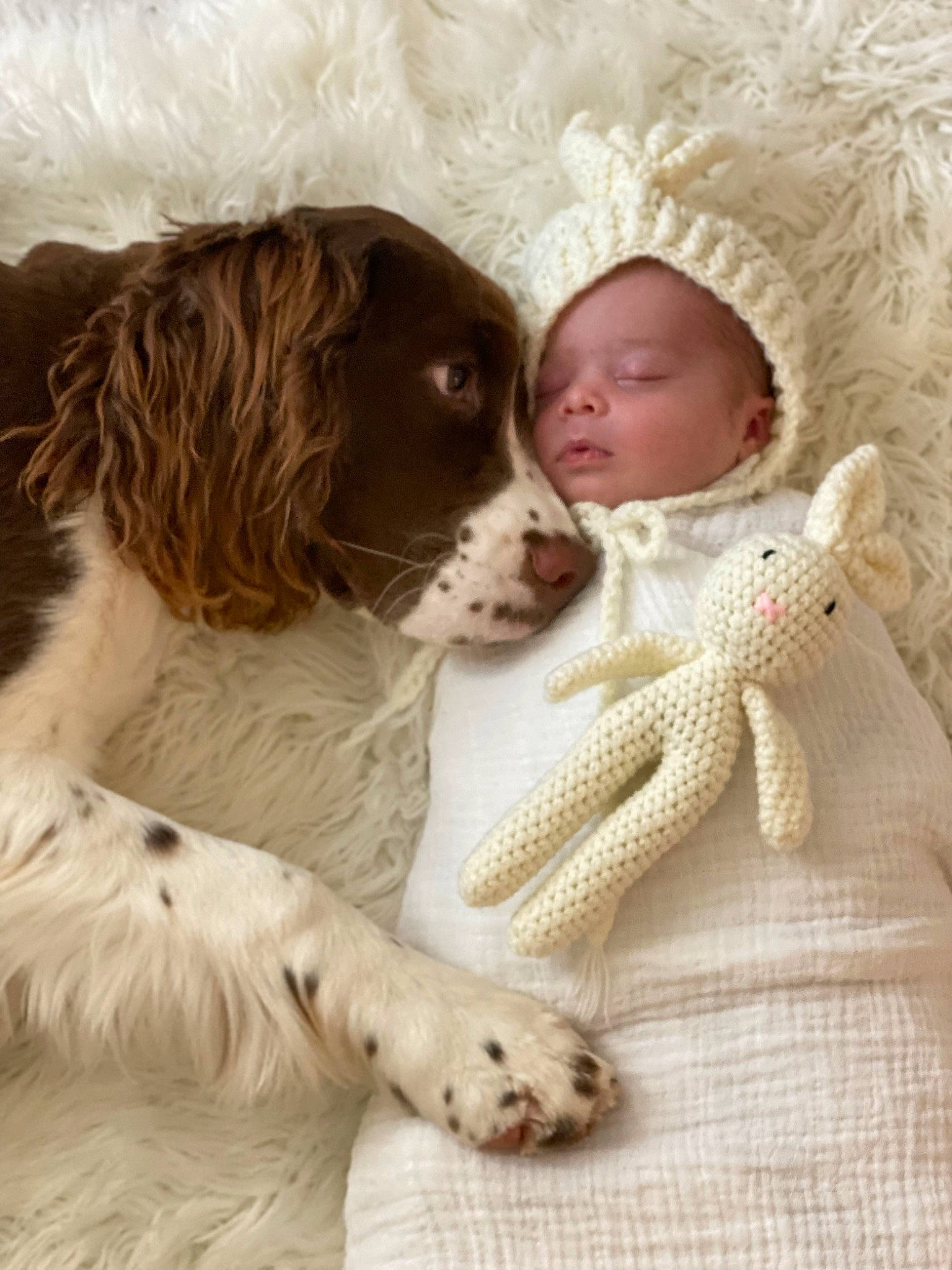 Penny is registered to the contest to win money with this photo: baby, canidae, carnivore, comfort, companion_dog, dog, dog_breed, fawn, fur, gun_dog, linens, liver, mammal, snout, spaniel, sporting_group, toddler, toy_dog, vertebrate, working_animal