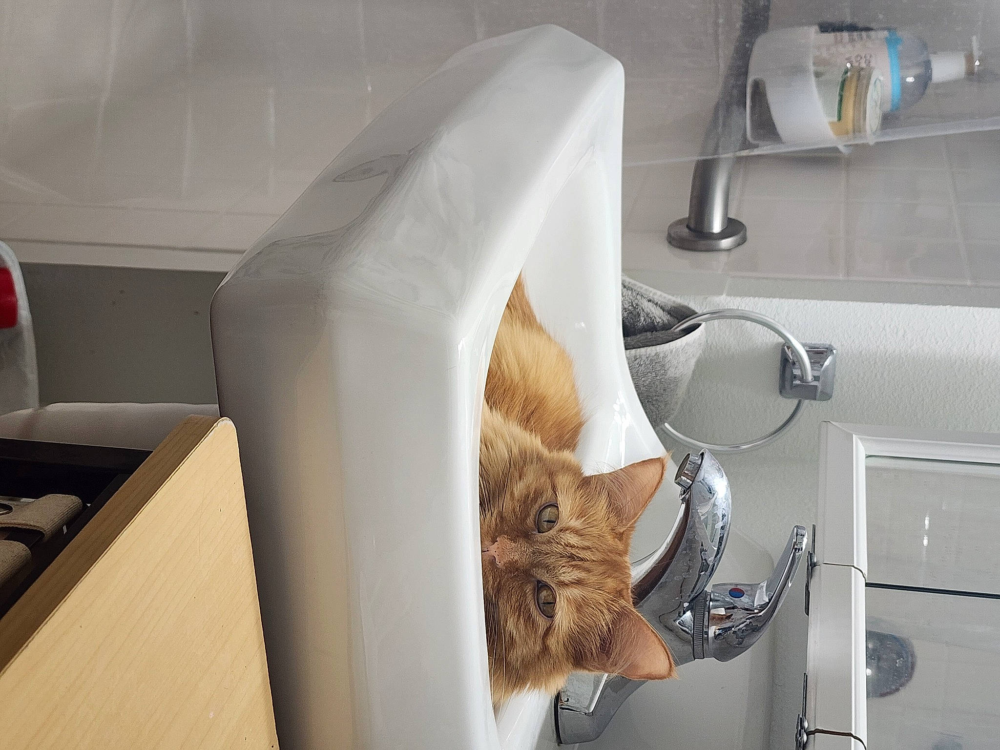 Peaches joined the competition — help win amazing prizes! carnivore, cat, cat_supply, comfort, domestic_short_haired_cat, felidae, fur, home_appliance, human_leg, machine, major_appliance, pet_supply, room, service, small_to_medium_sized_cats, tail, whiskers, wood